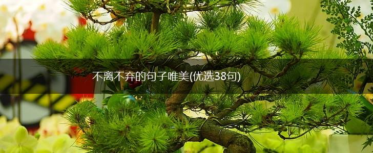 不离不弃的句子唯美(优选38句),第1张
