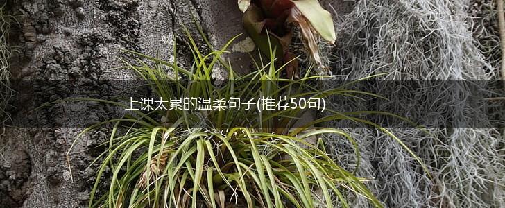 上课太累的温柔句子(推荐50句),第1张