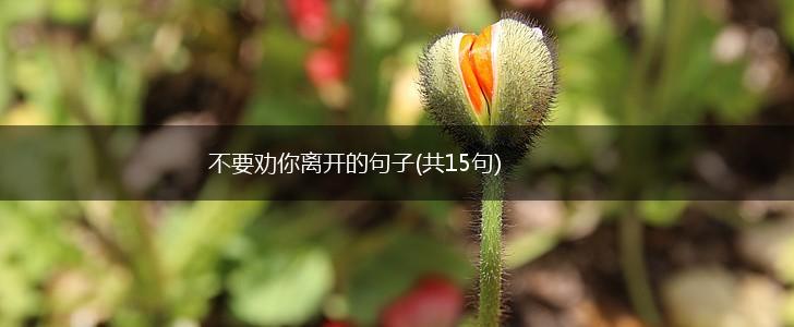 不要劝你离开的句子(共15句),第1张