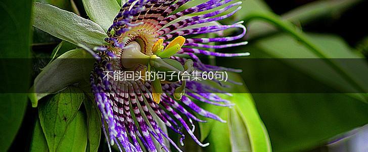 不能回头的句子(合集60句),第1张