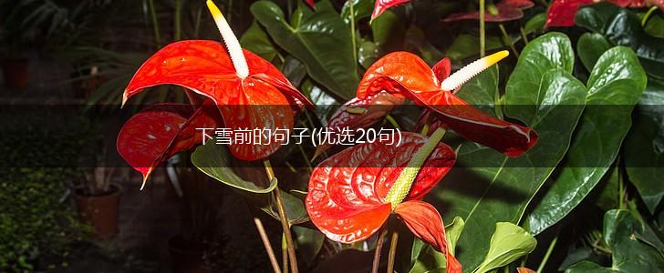 下雪前的句子(优选20句),第1张