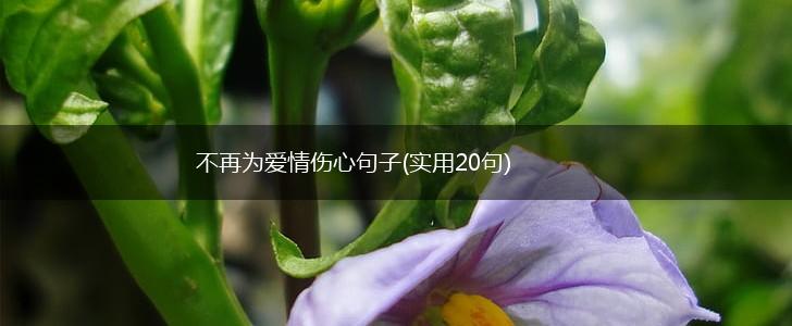 不再为爱情伤心句子(实用20句),第1张