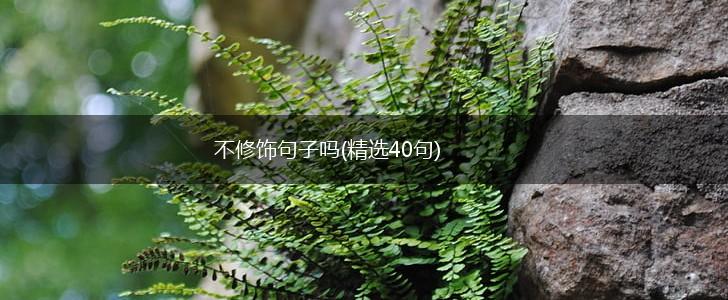 不修饰句子吗(精选40句),第1张