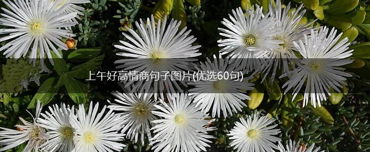 上午好高情商句子图片(优选60句),第1张