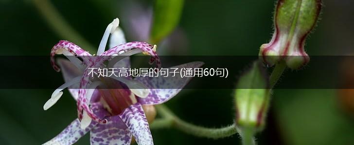 不知天高地厚的句子(通用60句),第1张