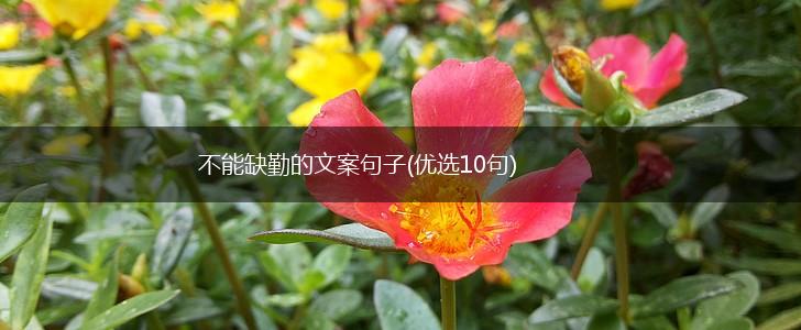 不能缺勤的文案句子(优选10句),第1张
