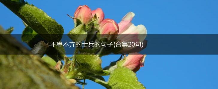 不卑不亢的士兵的句子(合集20句),第1张