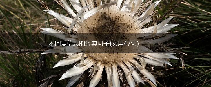 不回复信息的经典句子(实用47句),第1张