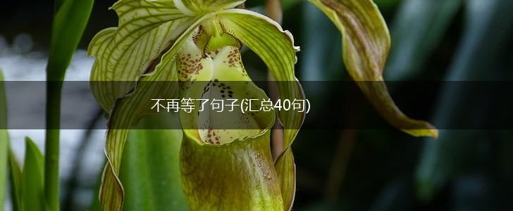 不再等了句子(汇总40句),第1张