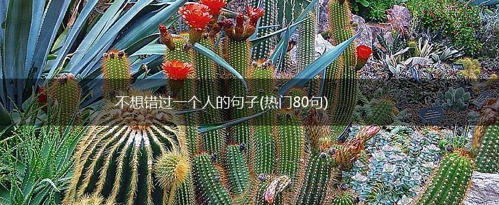 不想错过一个人的句子(热门80句),第1张
