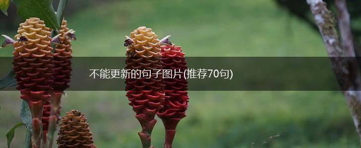 不能更新的句子图片(推荐70句),第1张