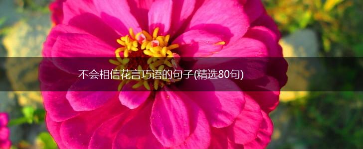 不会相信花言巧语的句子(精选80句),第1张