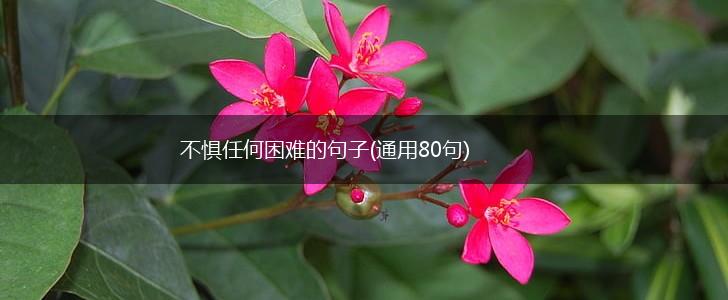不惧任何困难的句子(通用80句),第1张