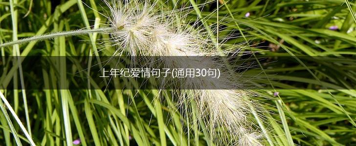 上年纪爱情句子(通用30句),第1张