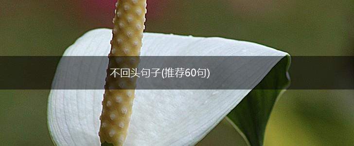 不回头句子(推荐60句),第1张
