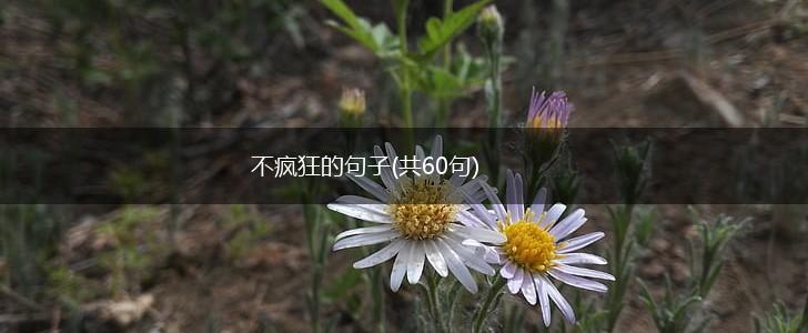 不疯狂的句子(共60句),第1张