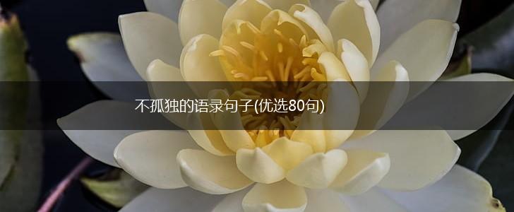 不孤独的语录句子(优选80句),第1张