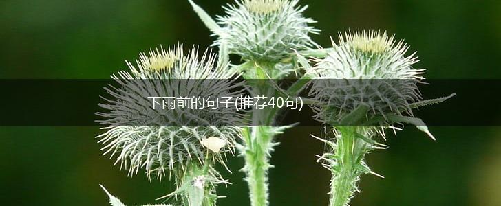 下雨前的句子(推荐40句),第1张