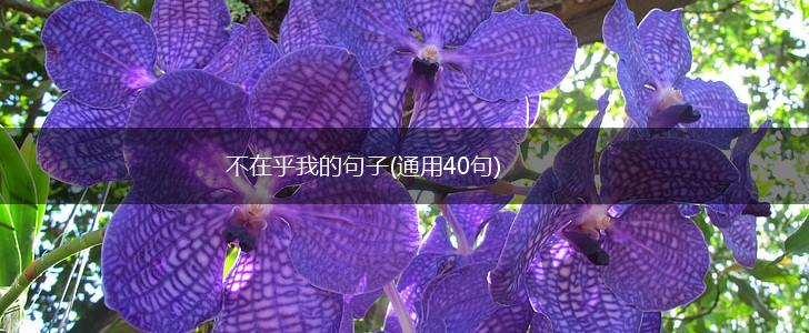 不在乎我的句子(通用40句),第1张