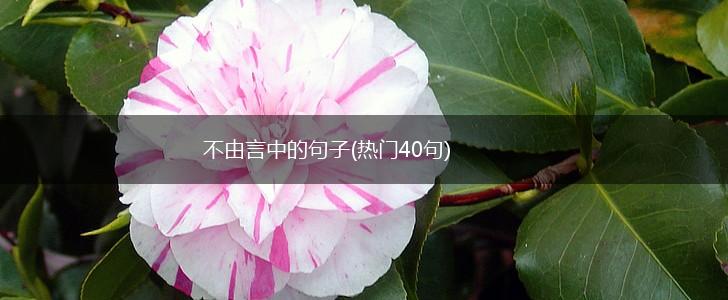不由言中的句子(热门40句),第1张