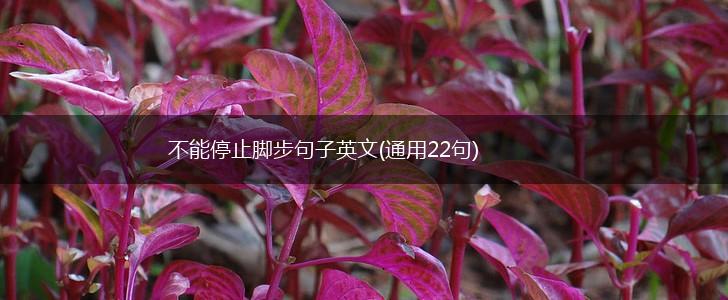 不能停止脚步句子英文(通用22句),第1张
