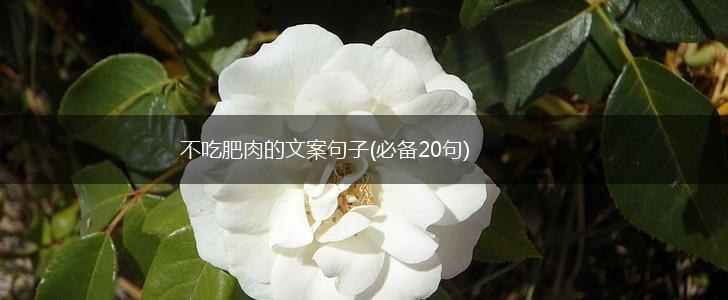 不吃肥肉的文案句子(必备20句),第1张
