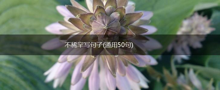 不稀罕写句子(通用50句),第1张