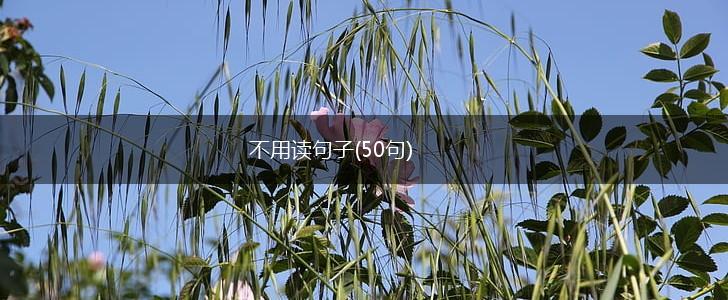 不用读句子(50句),第1张