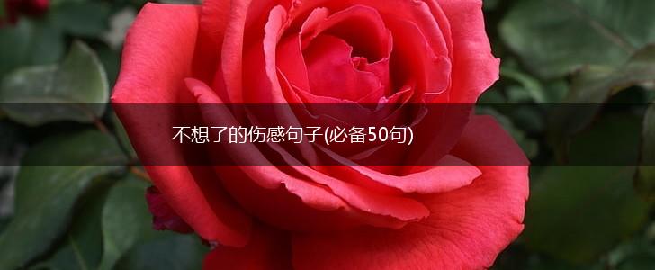 不想了的伤感句子(必备50句),第1张