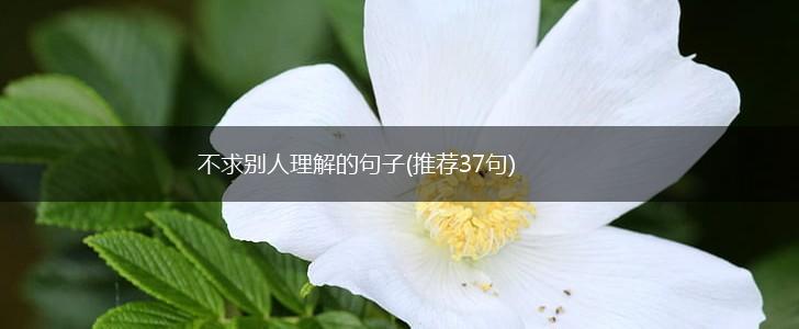 不求别人理解的句子(推荐37句),第1张