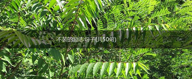 不装的励志句子(共50句),第1张