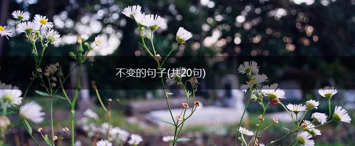 不变的句子(共20句),第1张