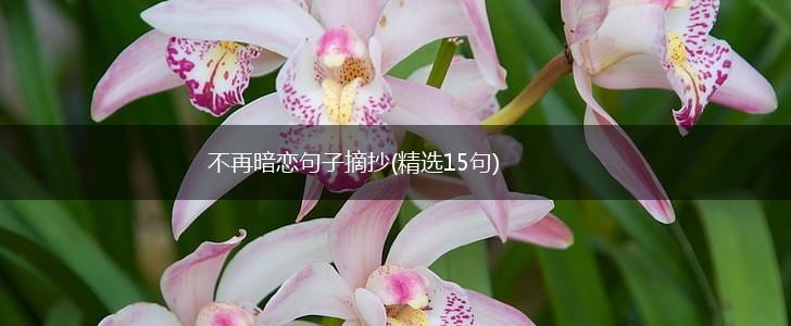 不再暗恋句子摘抄(精选15句),第1张