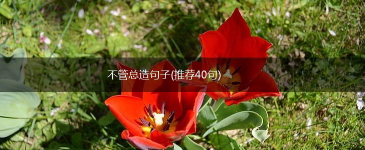 不管总造句子(推荐40句),第1张