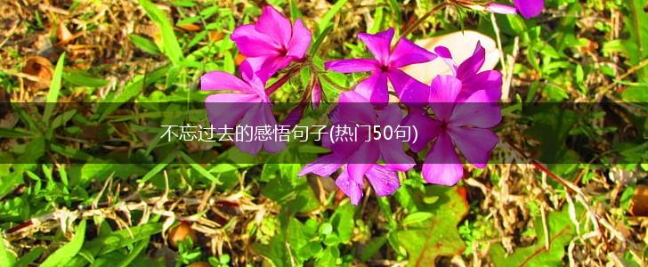 不忘过去的感悟句子(热门50句),第1张