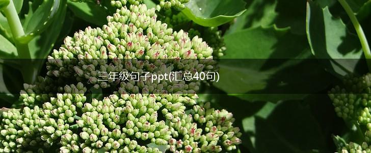 三年级句子ppt(汇总40句),第1张