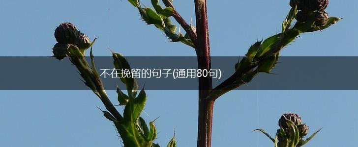 不在挽留的句子(通用80句),第1张