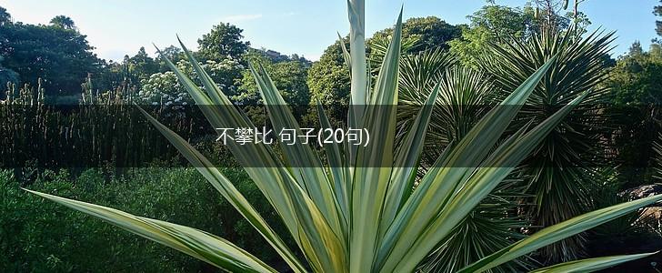 不攀比 句子(20句),第1张