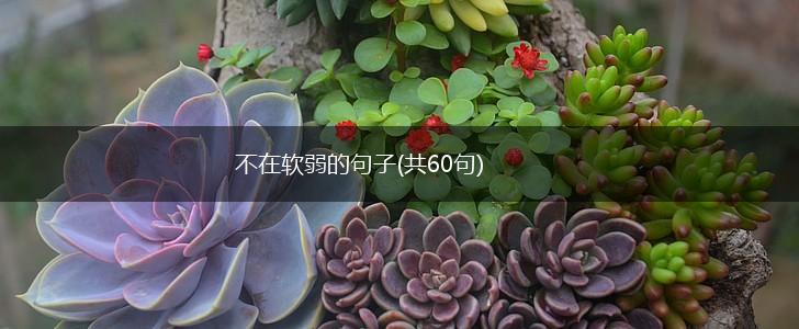 不在软弱的句子(共60句),第1张