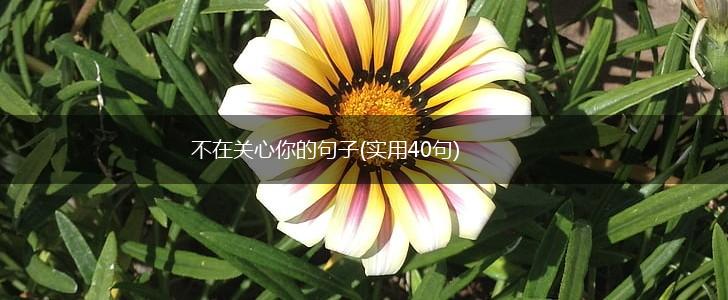 不在关心你的句子(实用40句),第1张