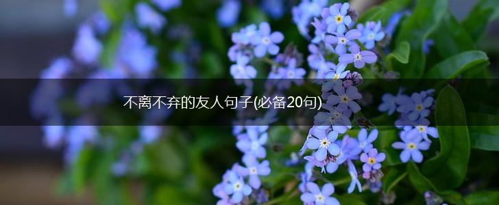不离不弃的友人句子(必备20句),第1张