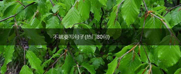 不就要写句子(热门80句),第1张