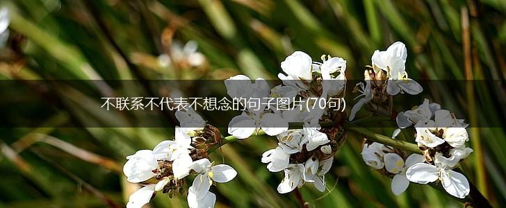不联系不代表不想念的句子图片(70句),第1张