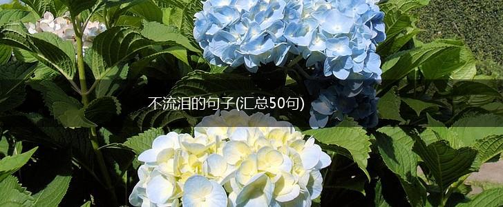 不流泪的句子(汇总50句),第1张