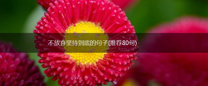 不放弃坚持到底的句子(推荐80句),第1张