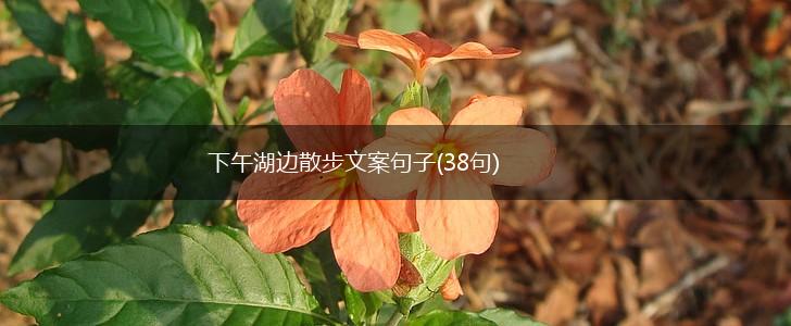 下午湖边散步文案句子(38句),第1张