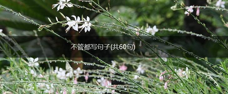 不管都写句子(共60句),第1张