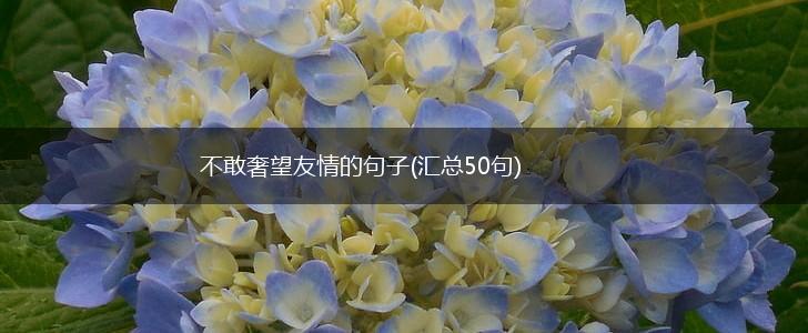 不敢奢望友情的句子(汇总50句),第1张