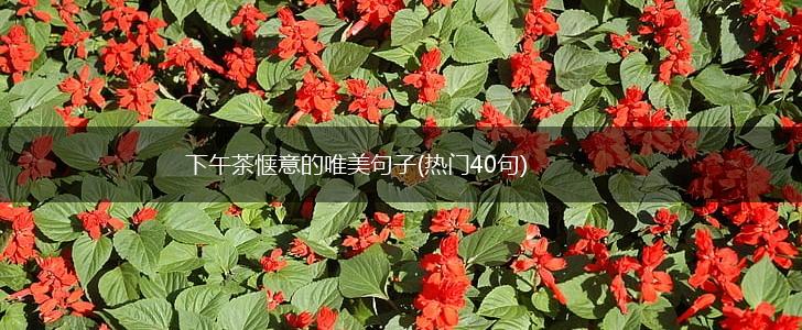 下午茶惬意的唯美句子(热门40句),第1张