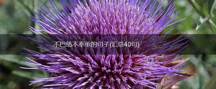 不巴结不奉承的句子(汇总40句),第1张